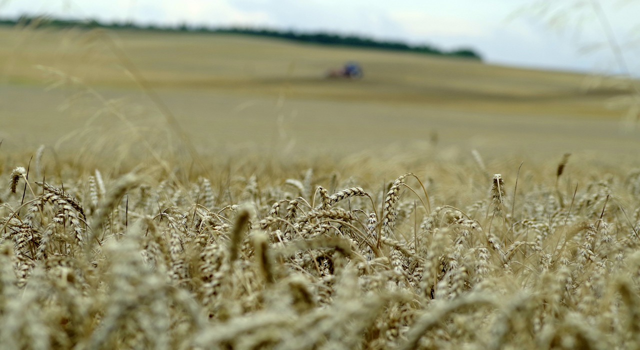 cereal, field, ears of corn-2659169.jpg