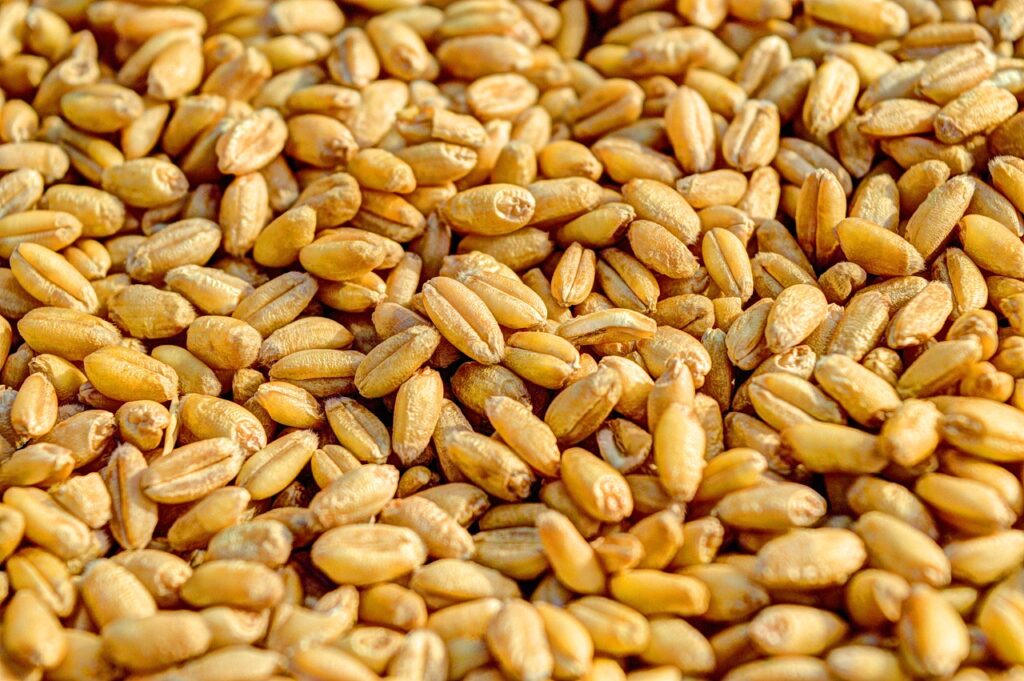 wheat, grain, agriculture-381848.jpg